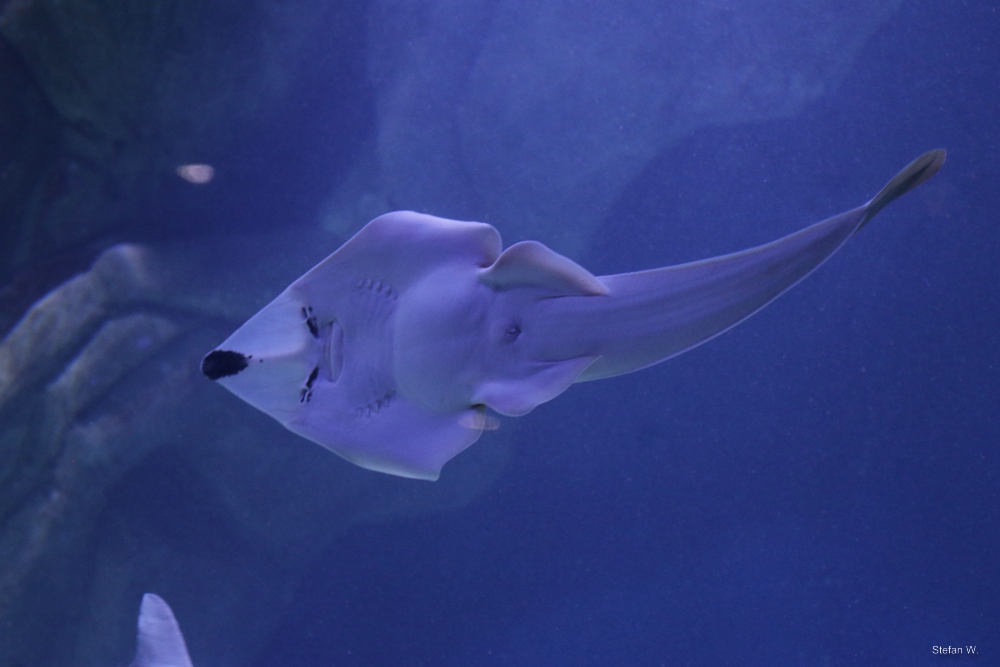 blackchin guitarfish (Glaucostegus cemiculus)