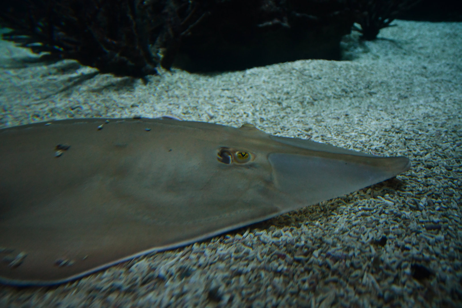 blackchin guitarfish (Glaucostegus cemiculus)