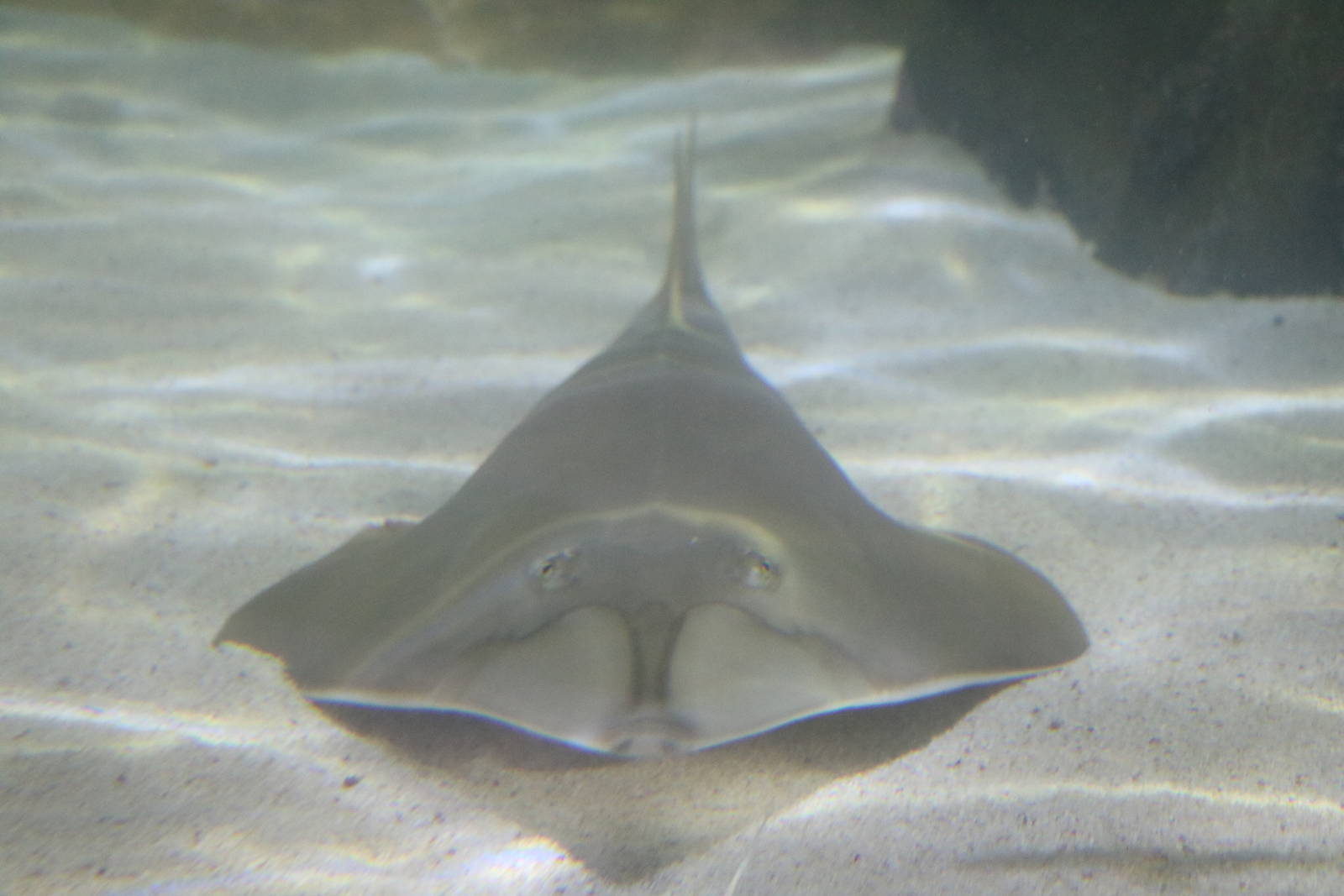 Blackchin guitarfish, January 2016