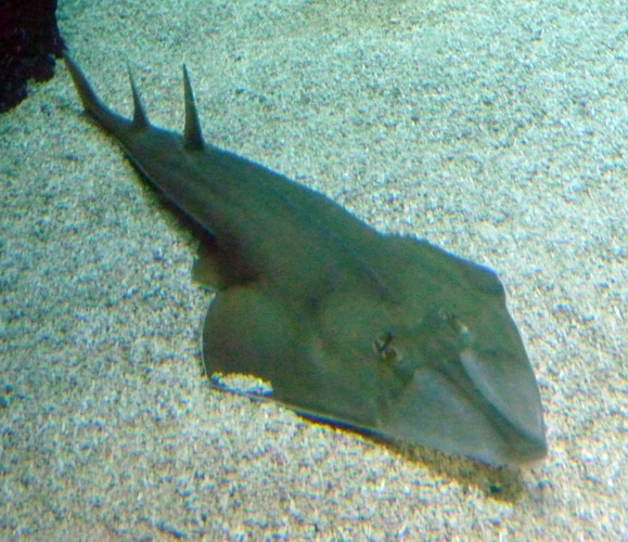 Blackchin guitarfish (Rhinobatos cemiculus)