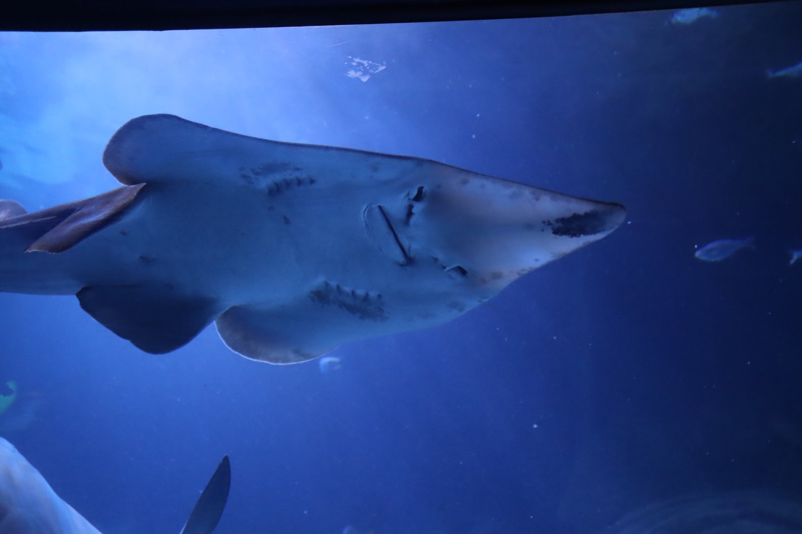 Blackchin Guitarfish