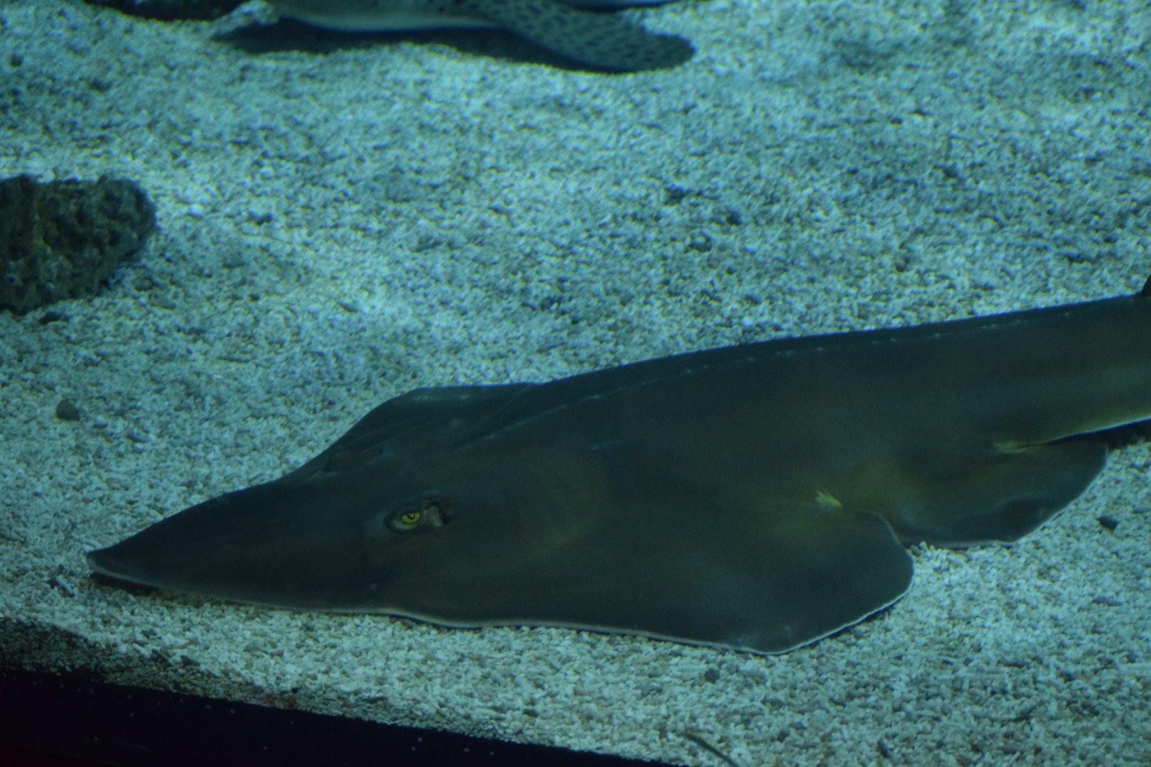 Blackchin guitarfish