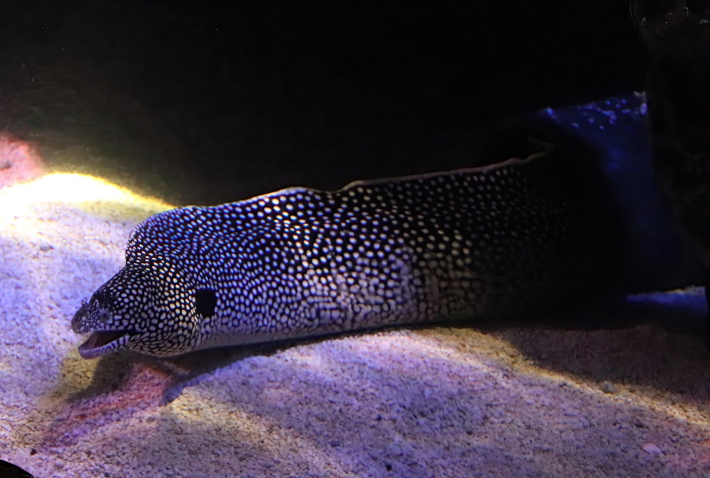 Blackear moray (Muraena melanotis)