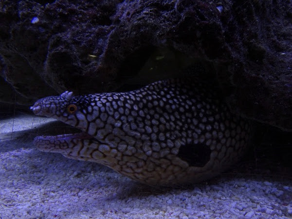 Blackear moray (Muraena melanotis)
