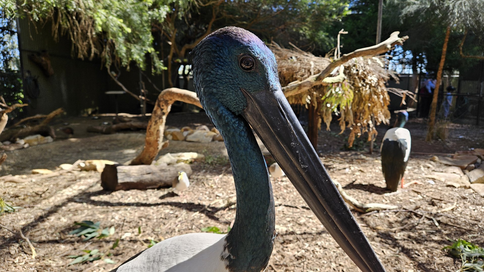 Blacked-necked Stork - Ephippiorhynchus asiaticus