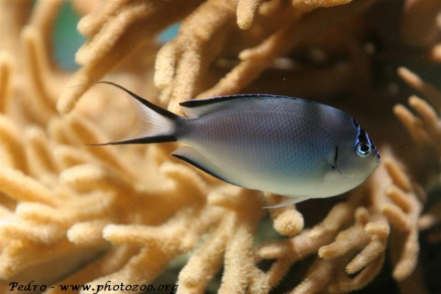 Blackedged angelfish (Genicanthus watanabei)