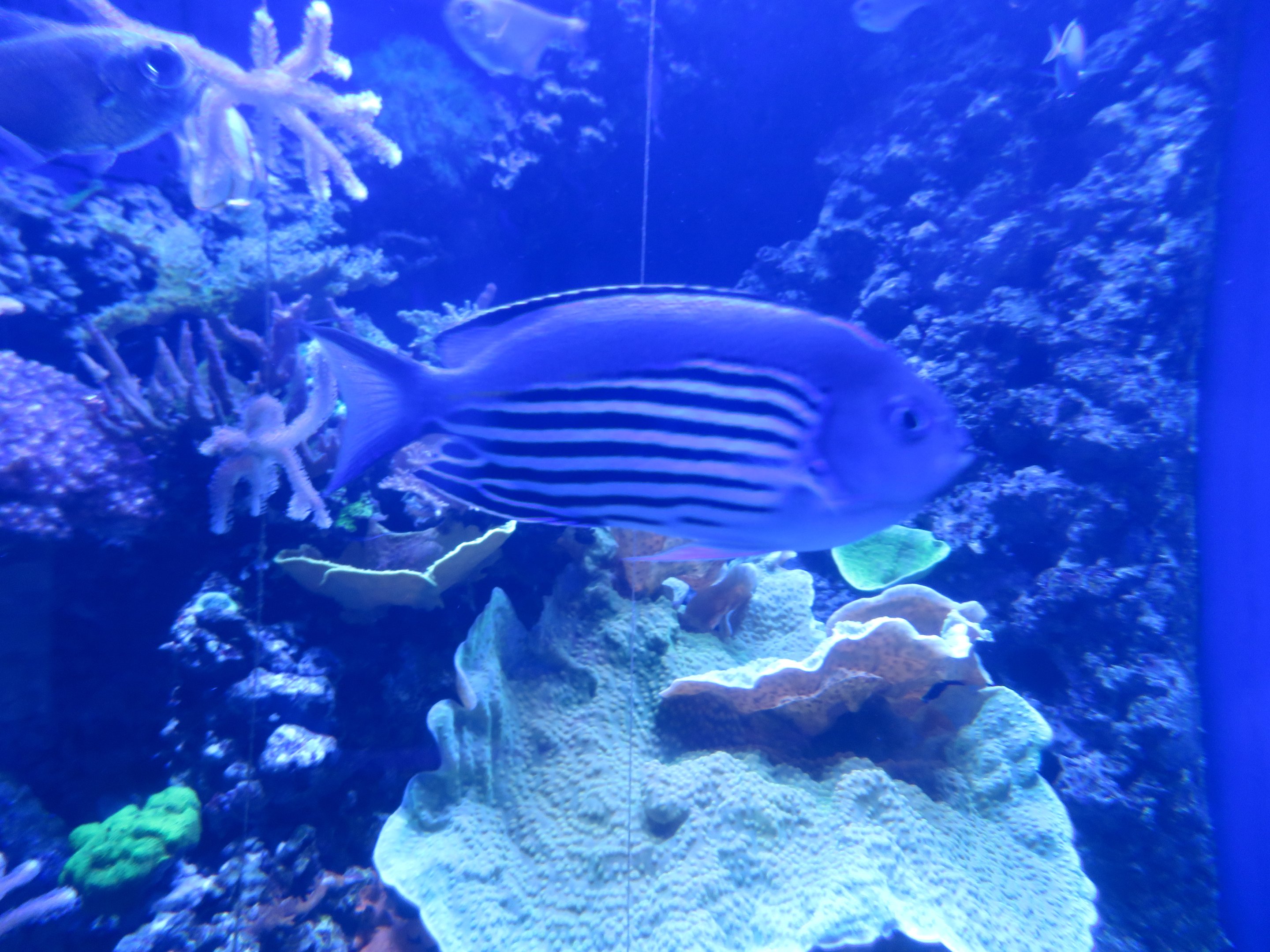 Blackedged Angelfish?