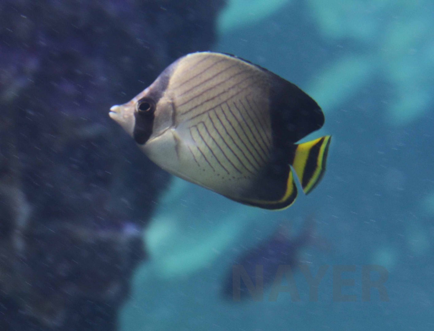 Blackened butterflyfish, October 2017