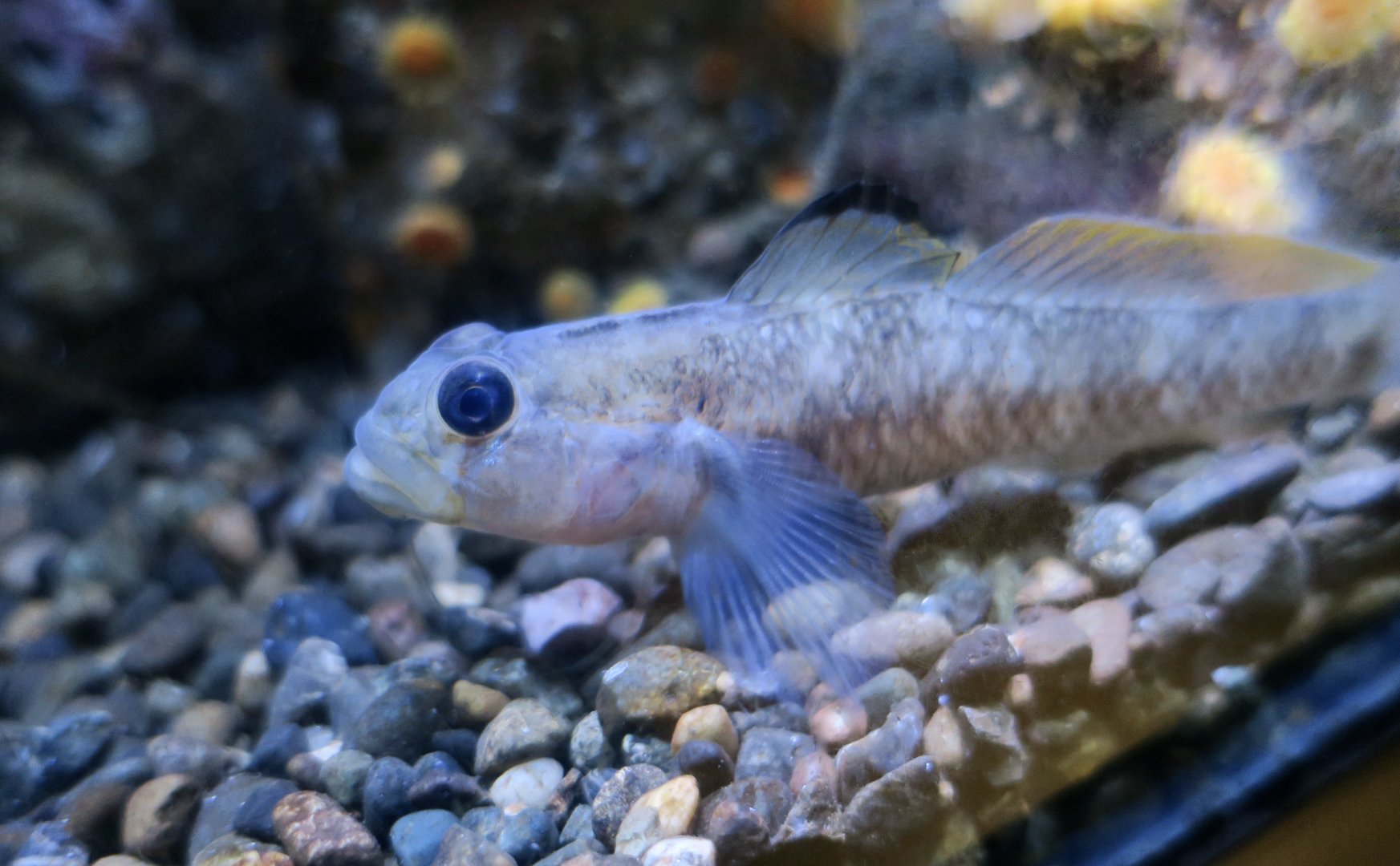 Blackeye Goby (Rhinogobiops nicholsii)