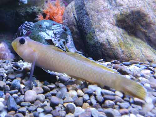 Blackeye Goby