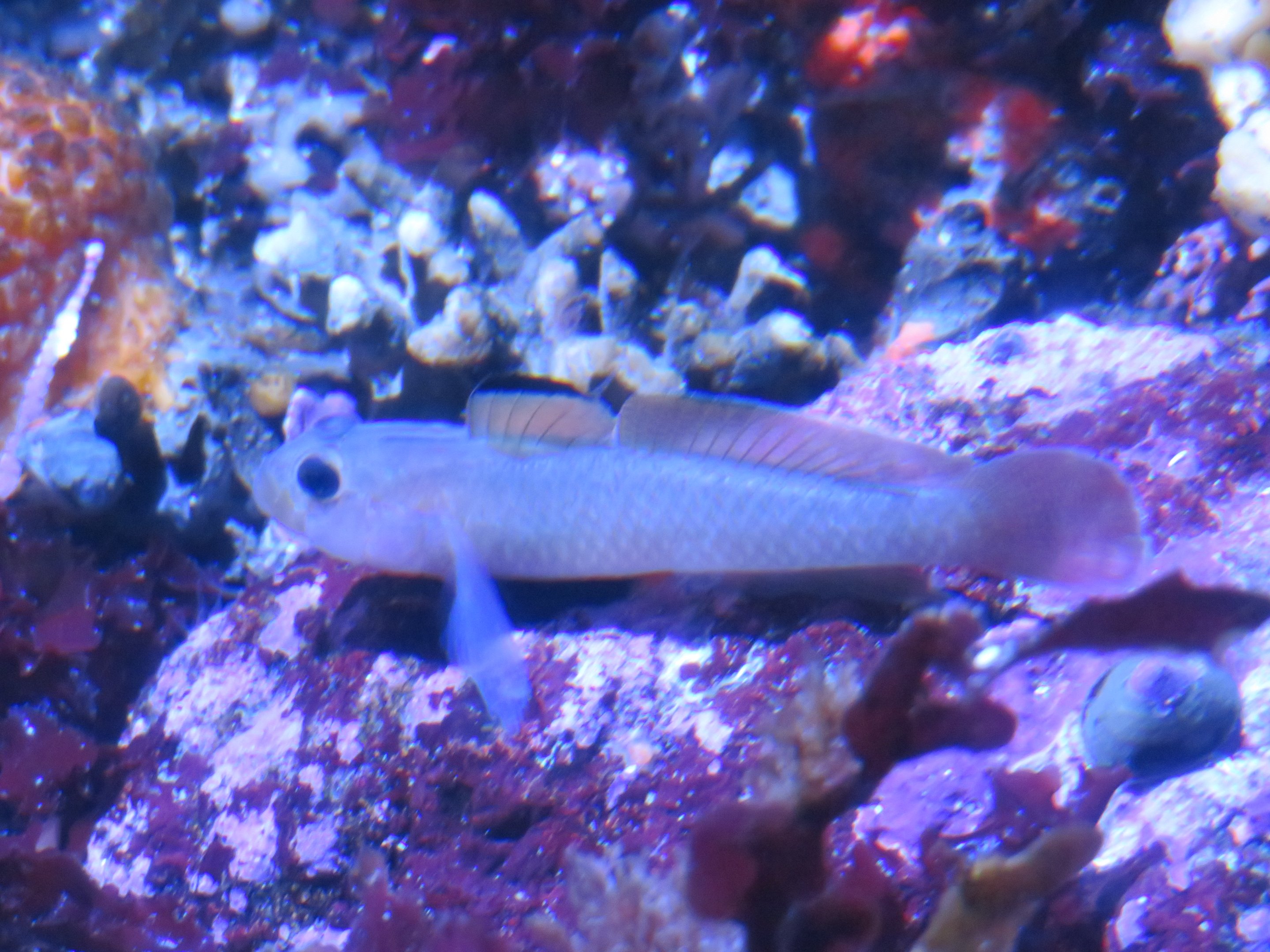 Blackeye Goby