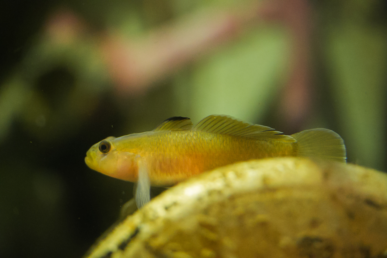Blackeye Goby