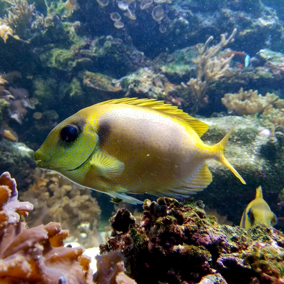 Blackeye Rabbitfish (Siganus puelloides)