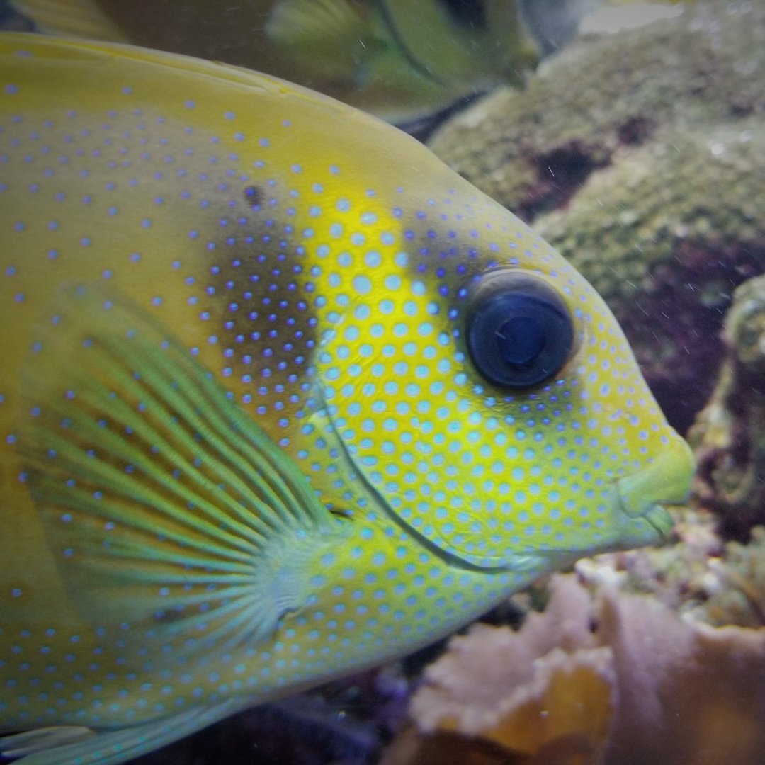 Blackeye Rabbitfish (Siganus puelloides)