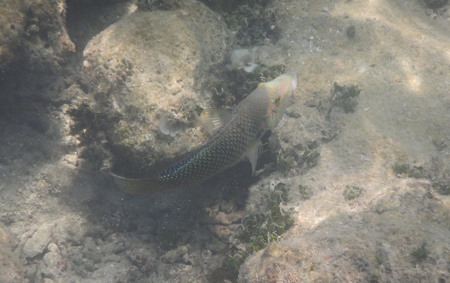 Blackeye Thicklip Wrasse (Hemigymnus melapterus) - Green Island
