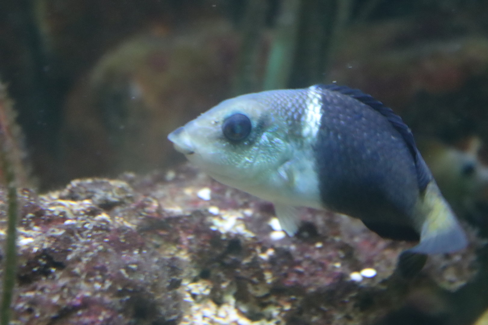 Blackeye Thicklip Wrasse (Hemigymnus melapterus)