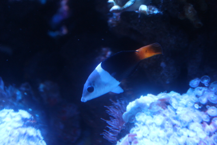 Blackeye thicklip wrasse (Hemigymnus melapterus)