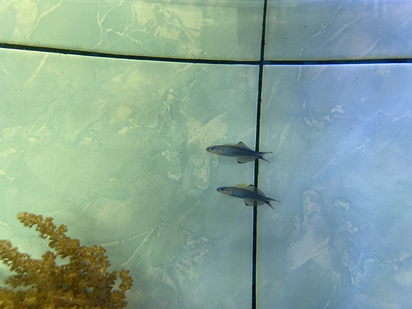 blackfin dartfish (pterelotris evides)