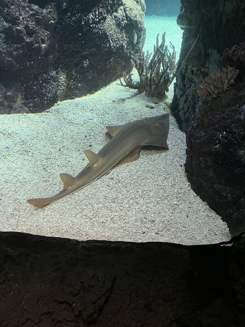 Blackfin Guitarfish in Ocean 6.7.23-