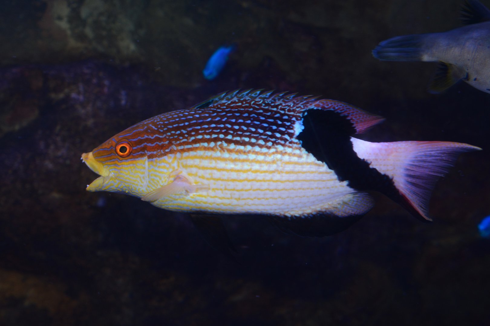 Blackfin hogfish (Bodianus loxozonus)