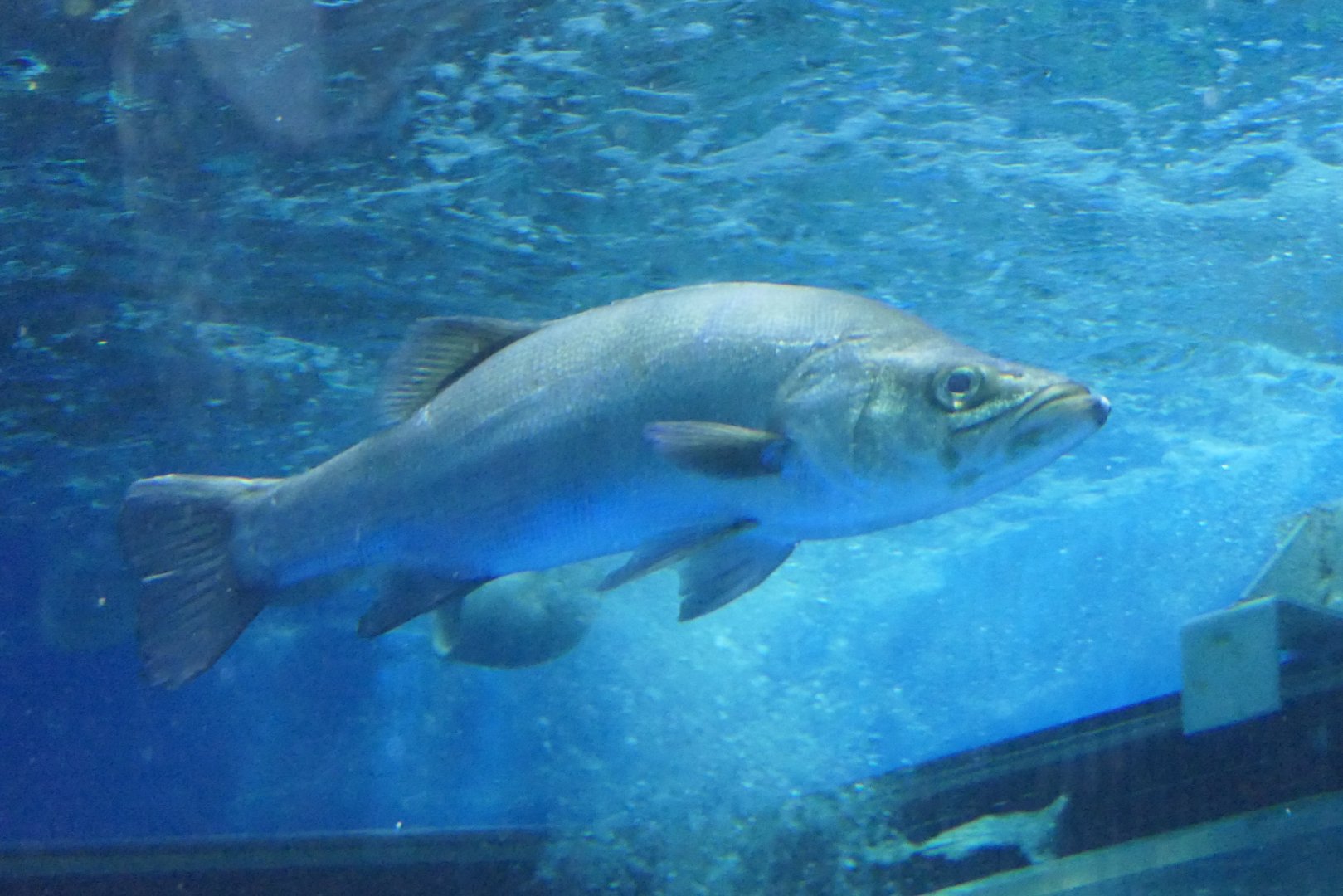 Blackfin Seabass (Lateolabrax latus) - Uozu Aquarium