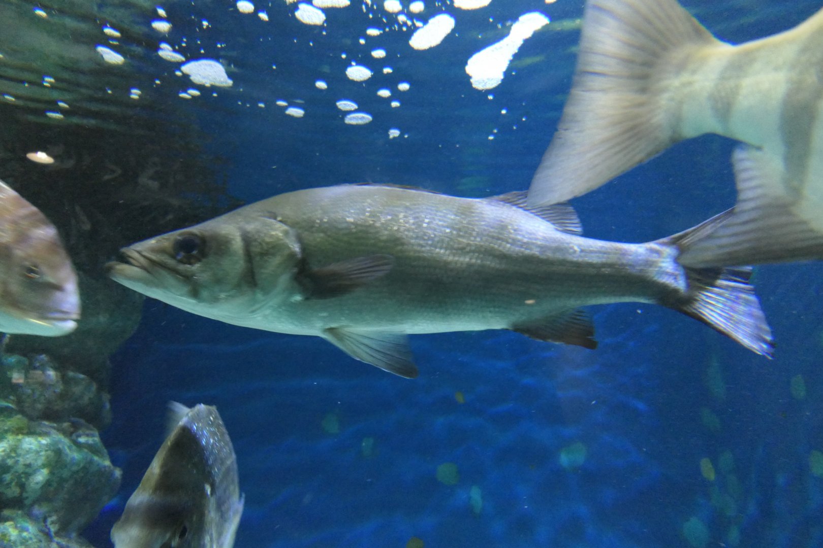 Blackfin Seabass (Lateolabrax latus)