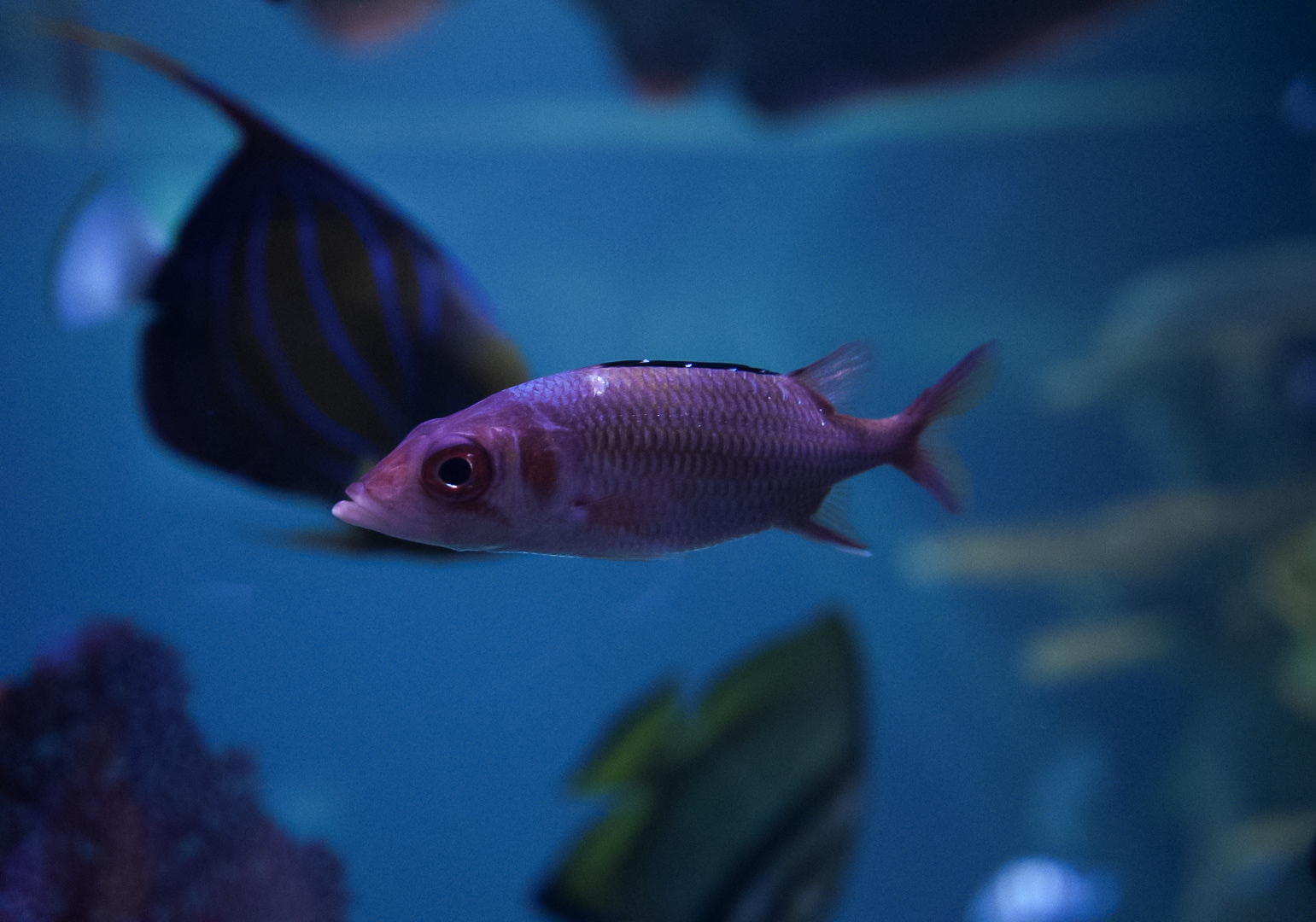 Blackfin Squirrelfish