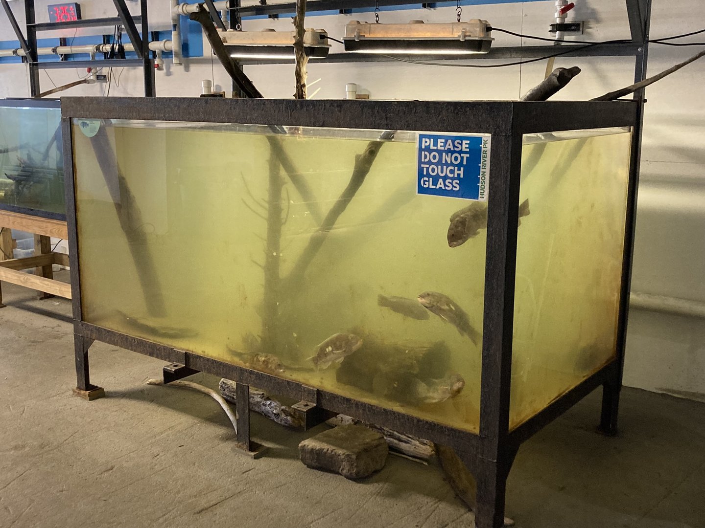 Blackfish / Tautog Tank