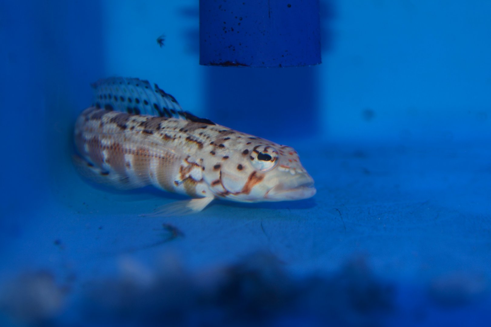 Blackflag sandperch (Parapercis signata)