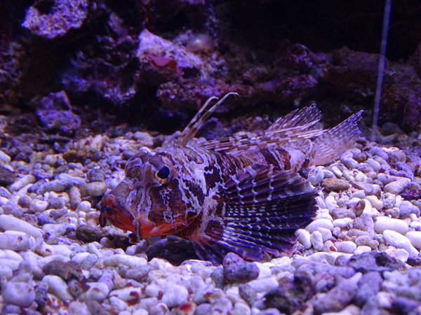 Blackfoot firefish (Parapterois heterura)