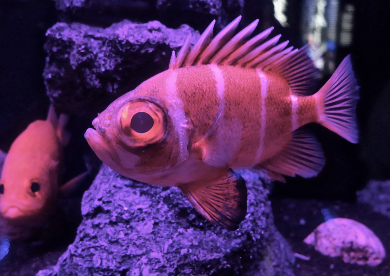 Blackfringe Bigeye (Pristigenys refulgens)