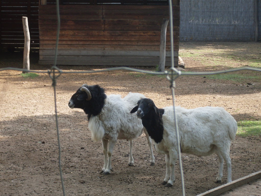 Blackhead persian sheep