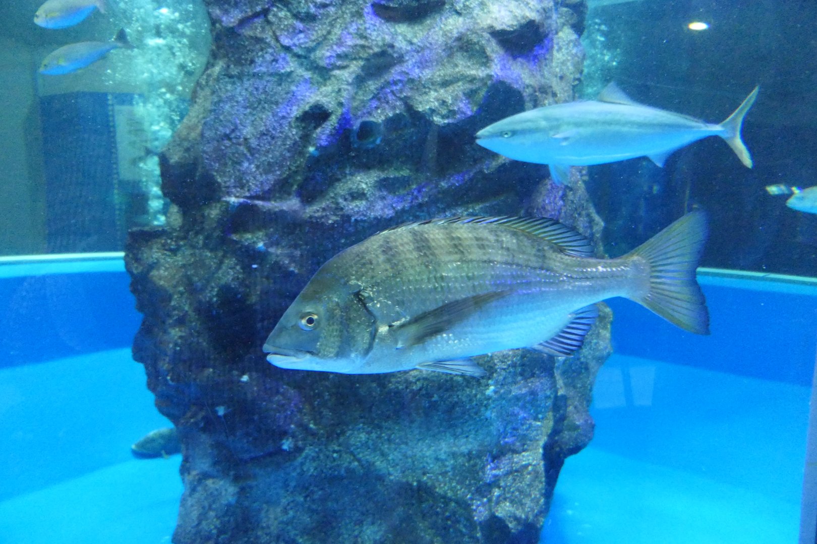 Blackhead Seabream (Acanthopagrus schlegelii) - Uozu Aquarium