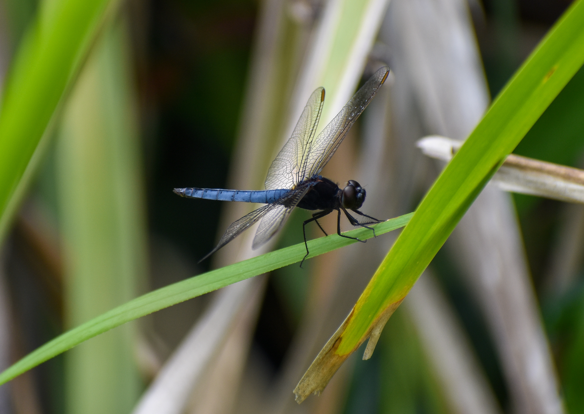 Blackhead Skimmer