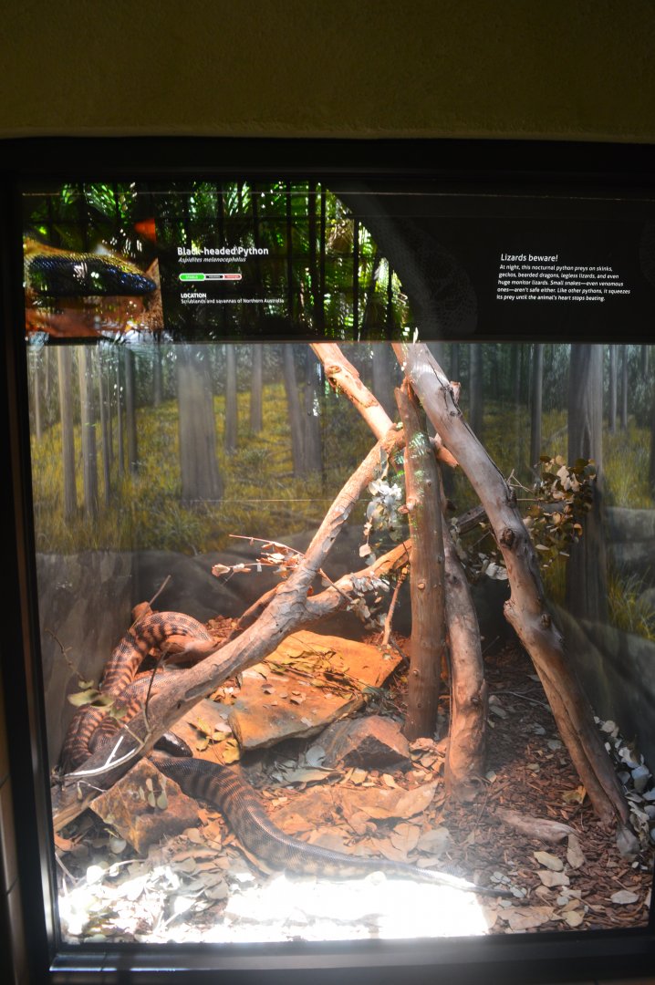 Blackheaded Python Terrarium