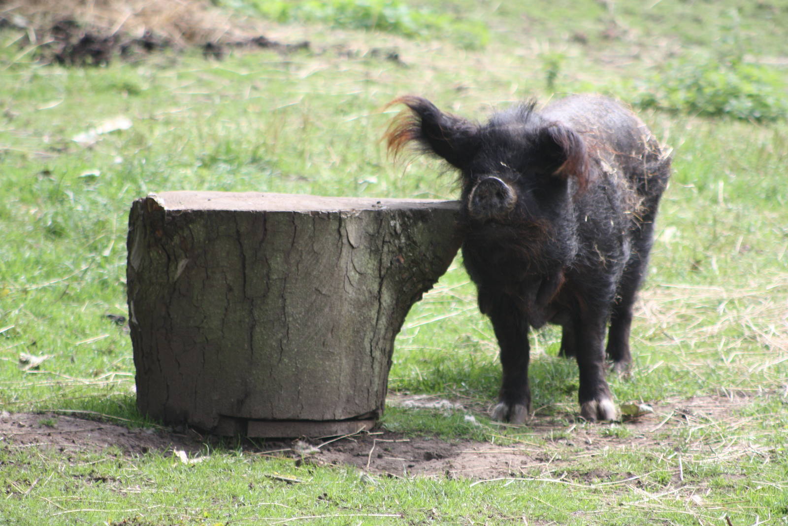 Blackie has a turn in the other paddock, 12th July 2014
