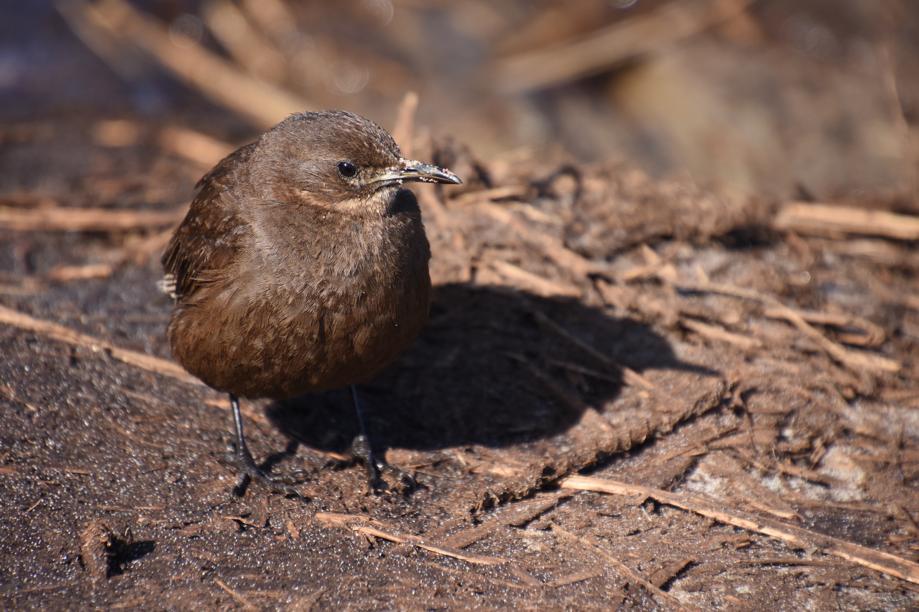 Blackish cinclodes (Tussacbird)