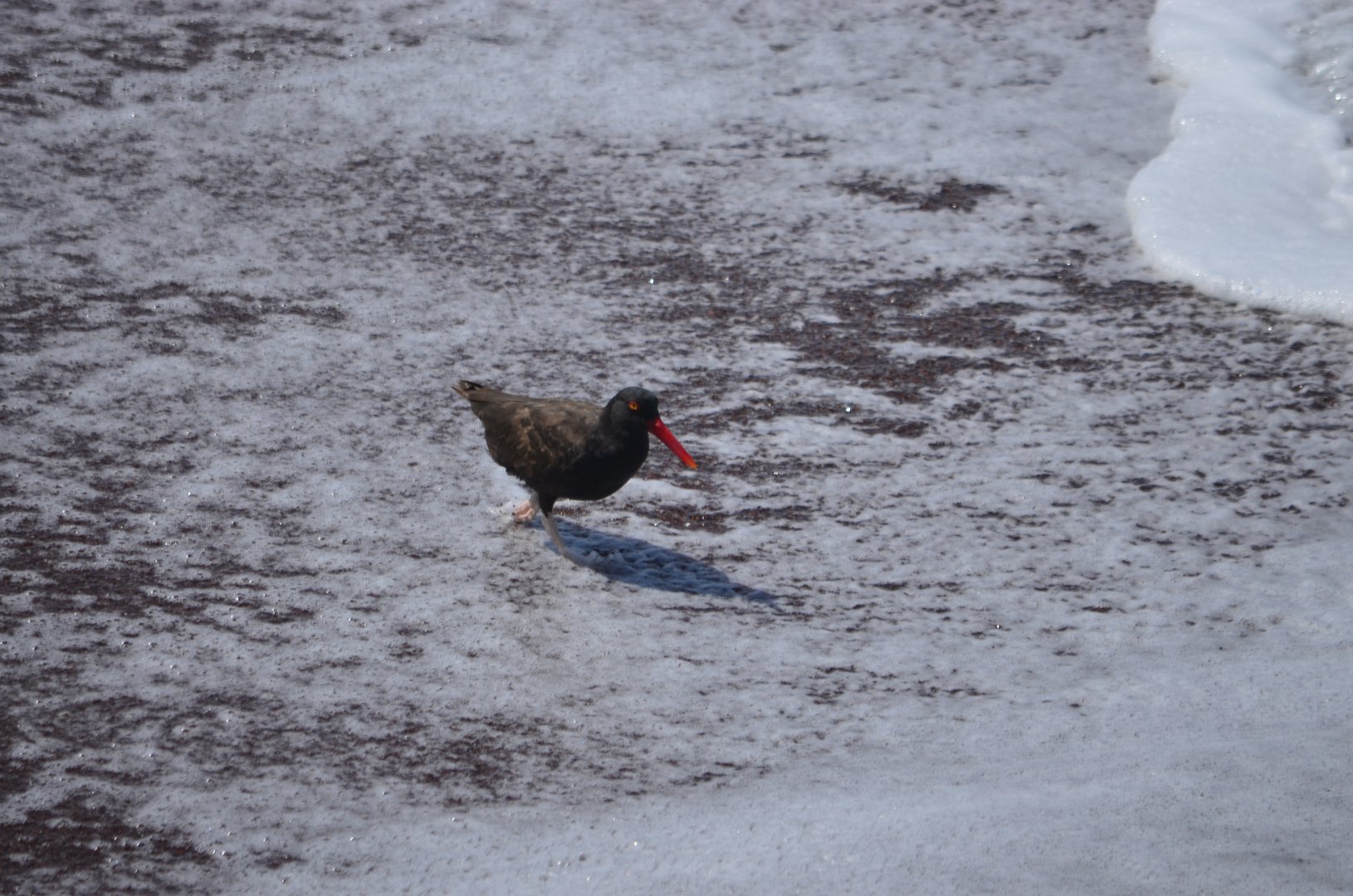 Blackish Oystercatcher (Haematopus ater)