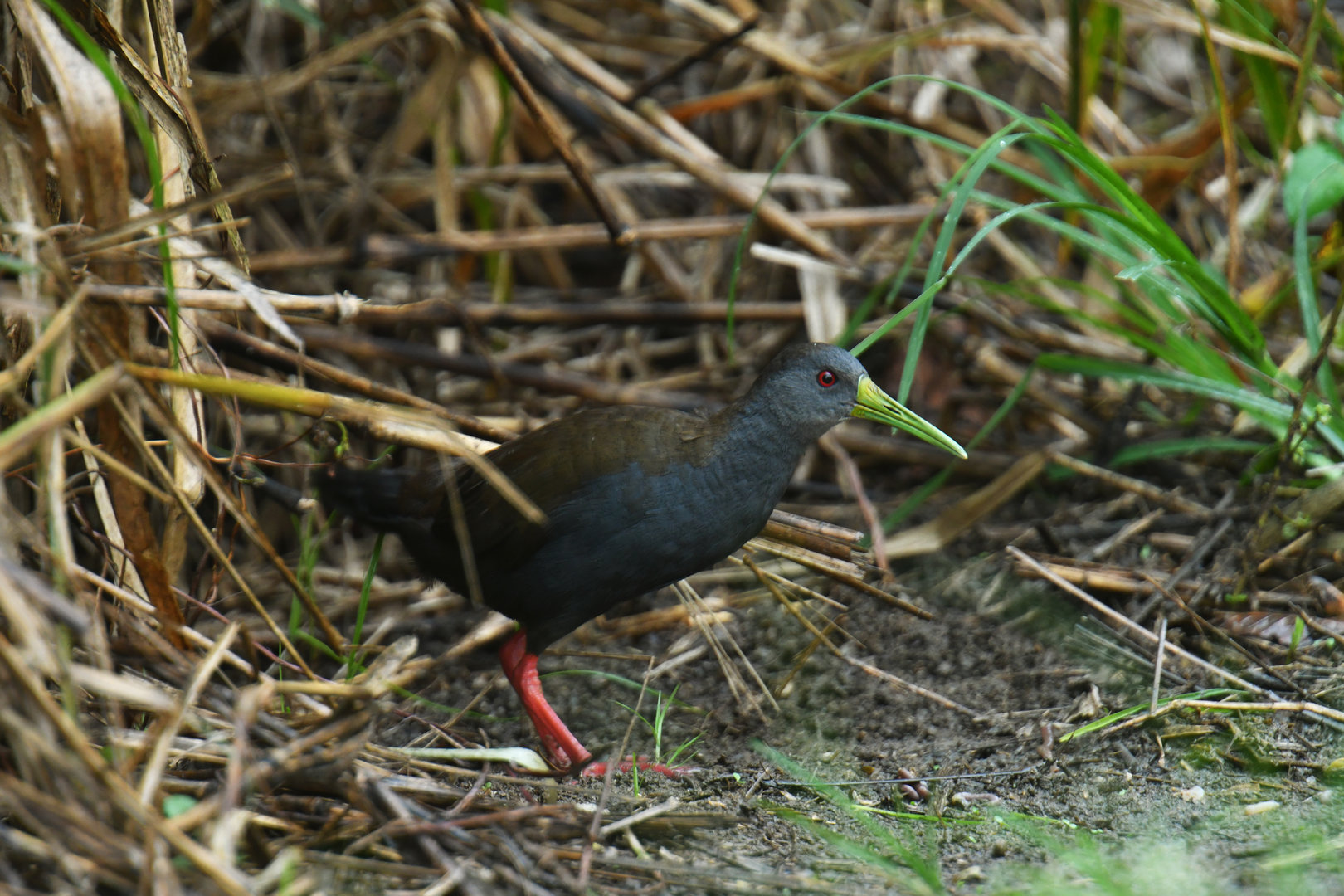 Blackish Rail Pardirallus nigricans