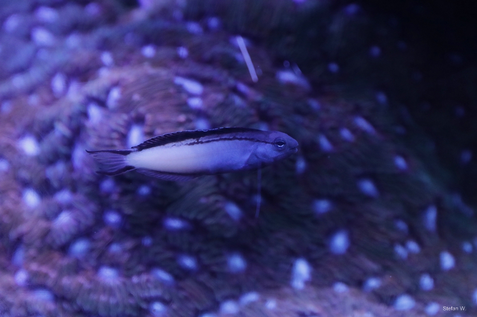blackline fangblenny (Meiacanthus nigrolineatus)