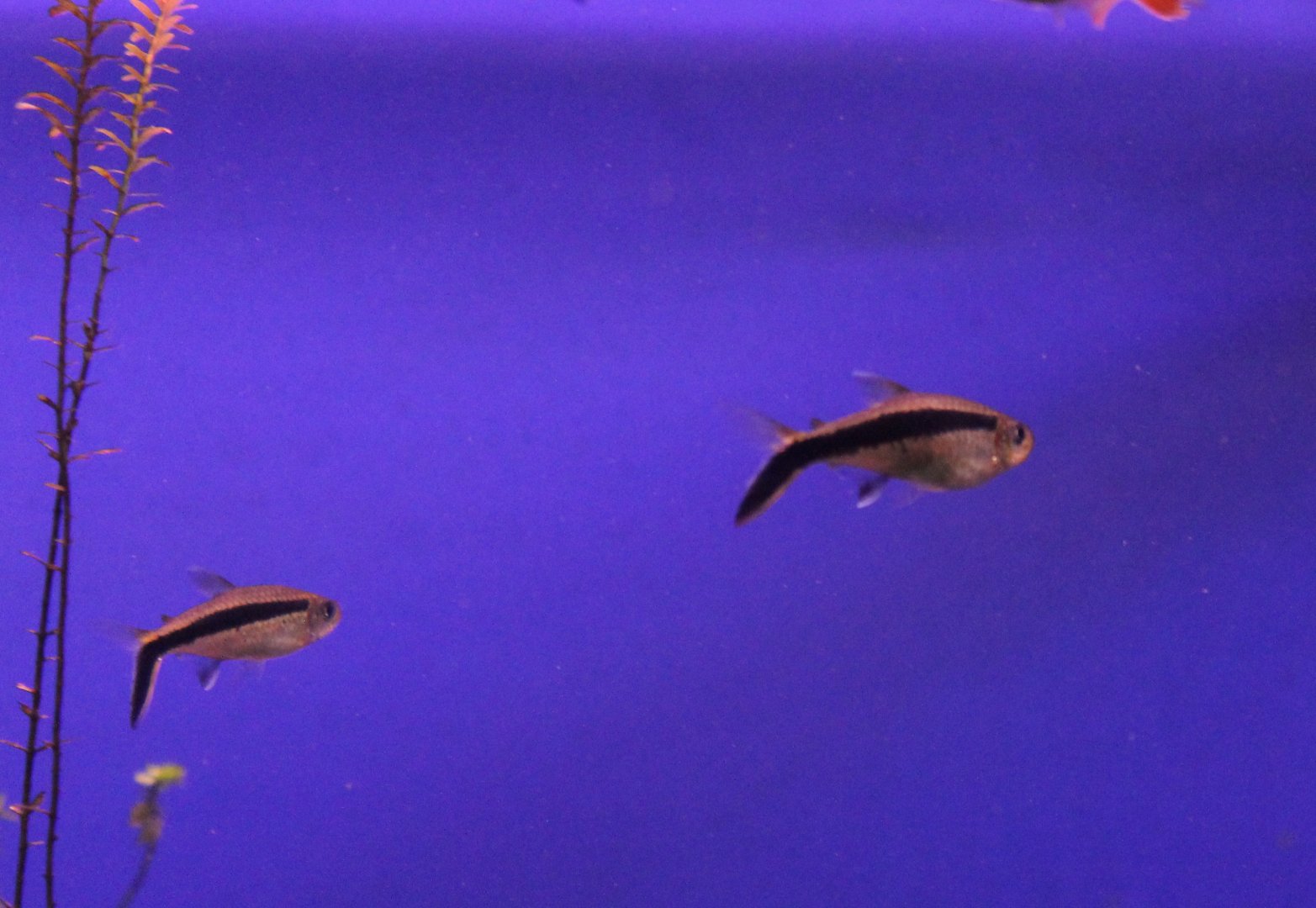 Blackline penguinfishes