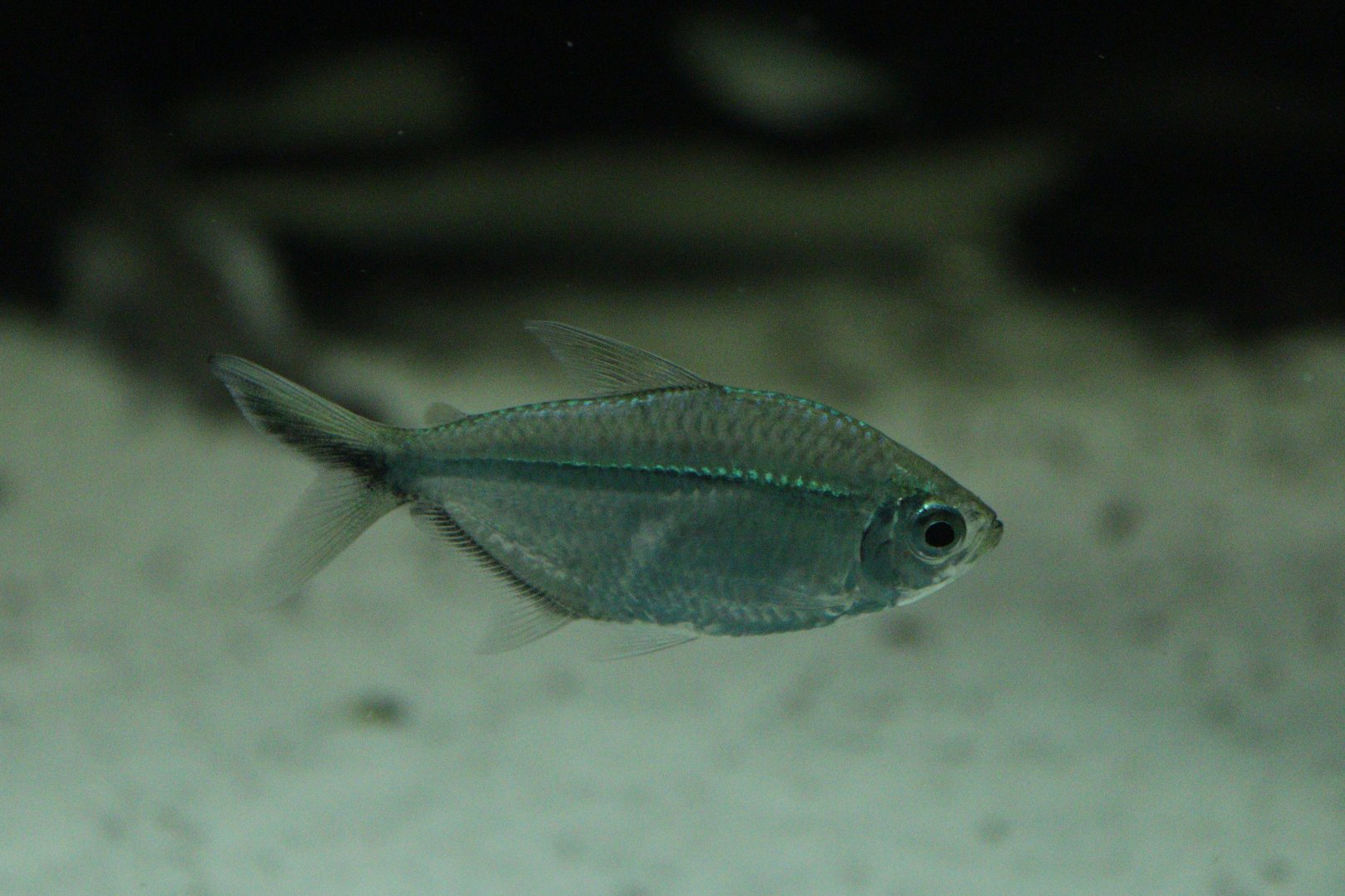 Blackline Tetra