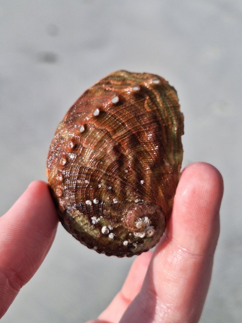 Blacklip Abalone (Haliotis rubra) shell