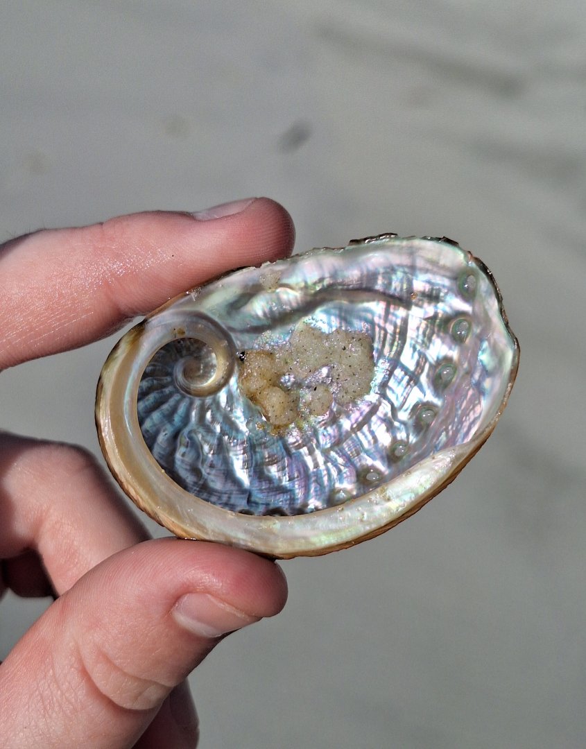 Blacklip Abalone (Haliotis rubra) shell