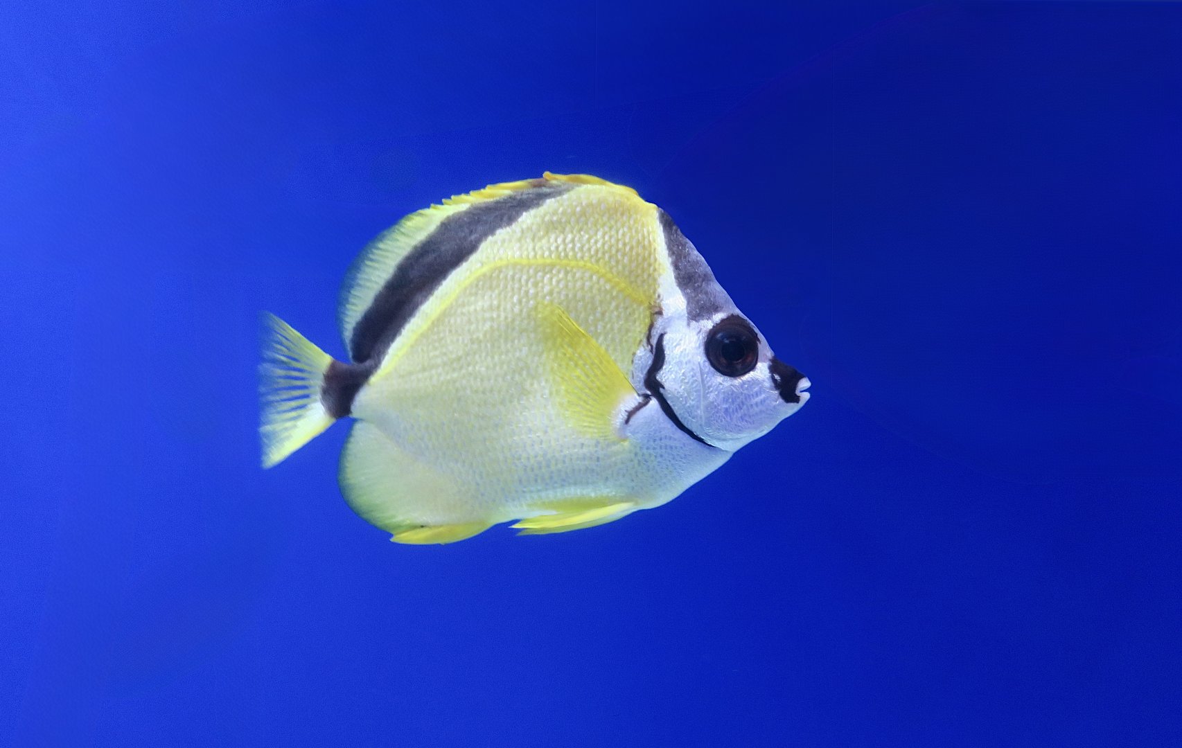 Blacknose Butterflyfish ((Johnrandallia nigrirostris)