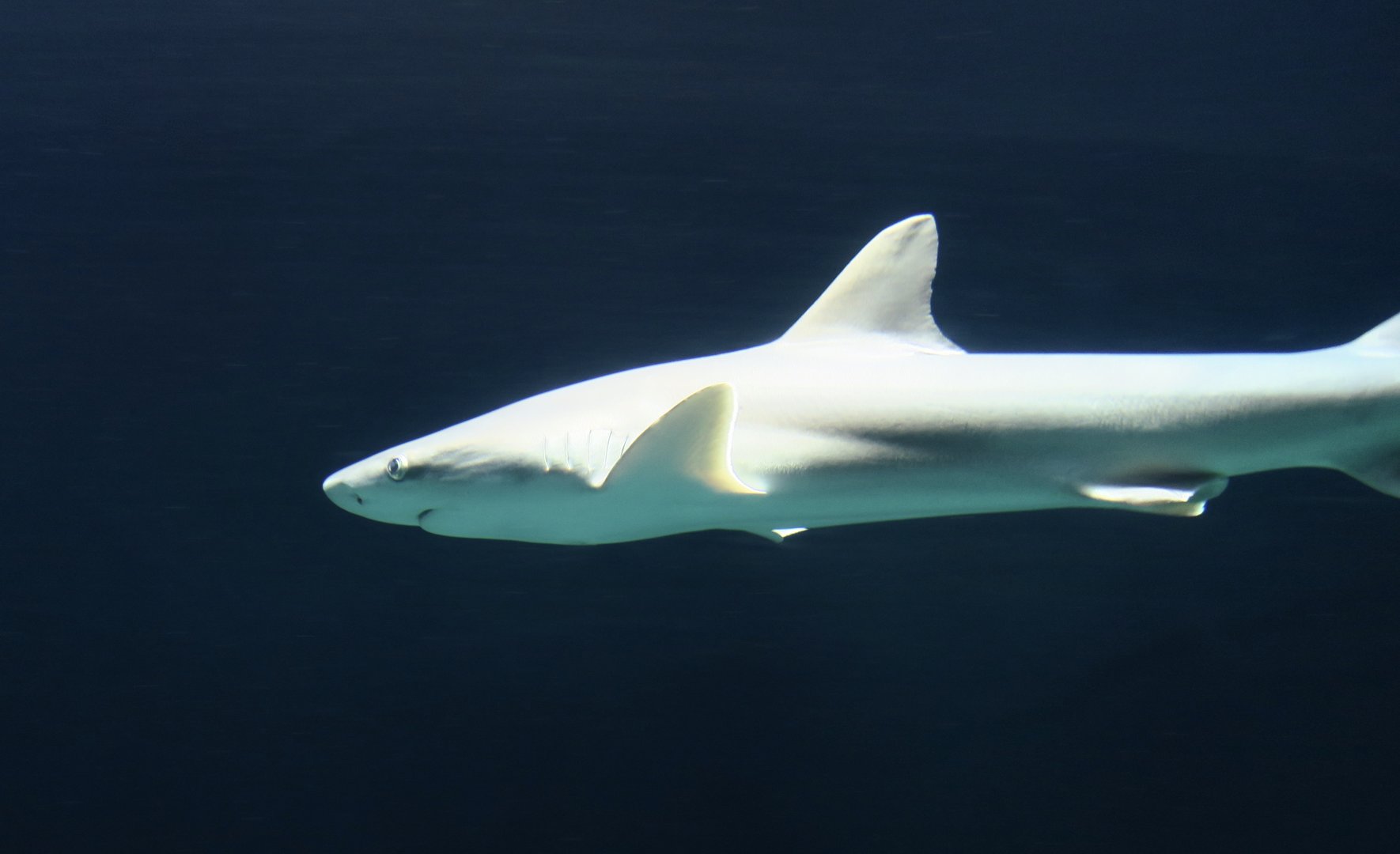 Blacknose Shark (Carcharhinus acronotus)