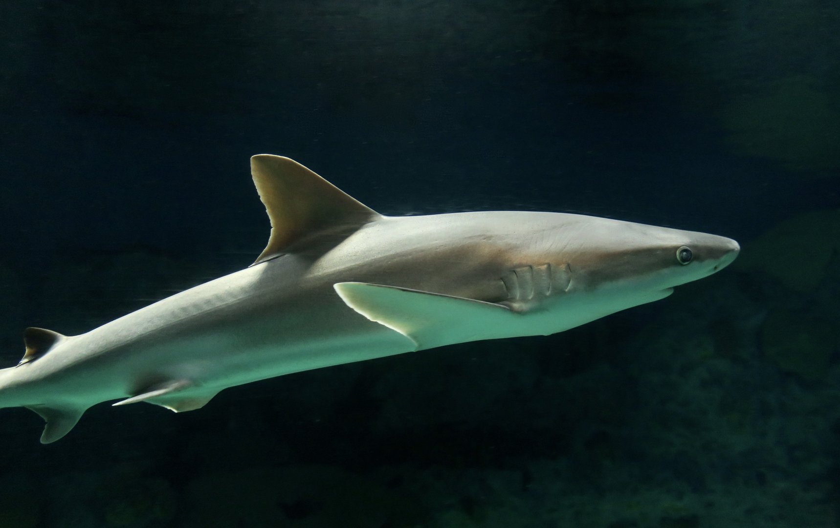 Blacknose Shark (Carcharhinus acronotus)