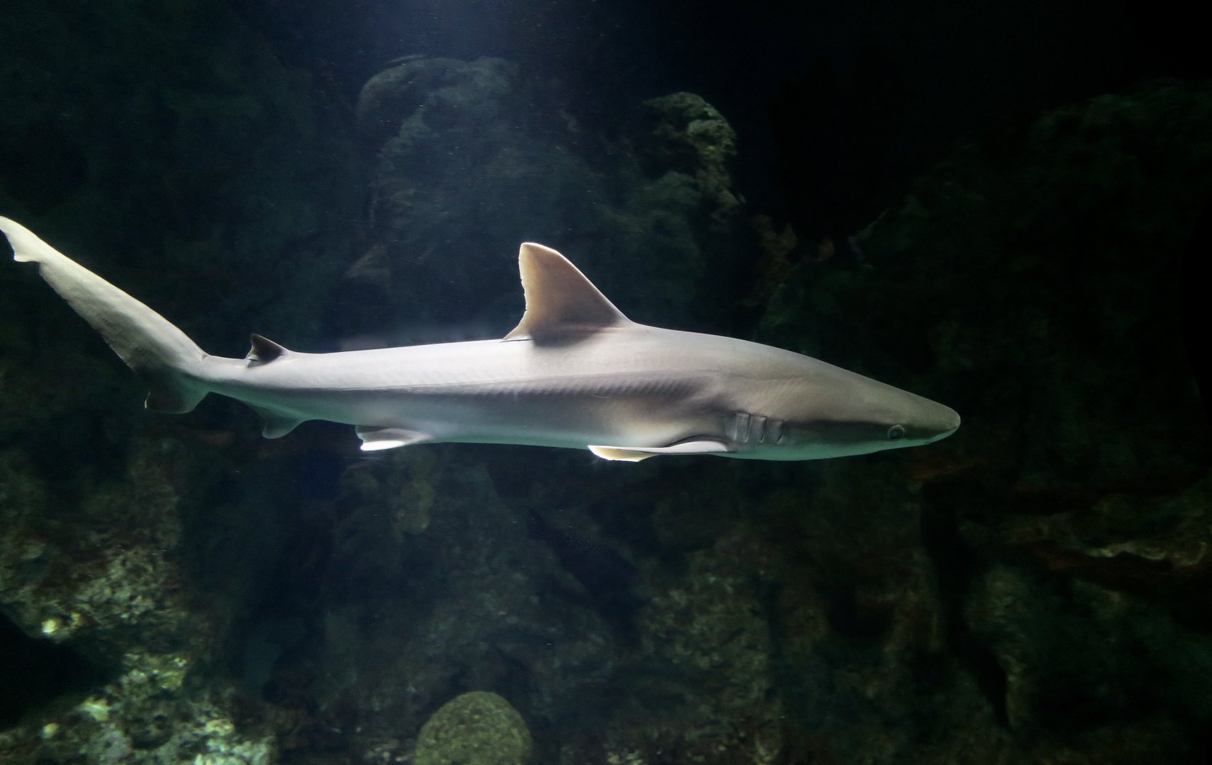 Blacknose Shark (Carcharhinus acronotus)