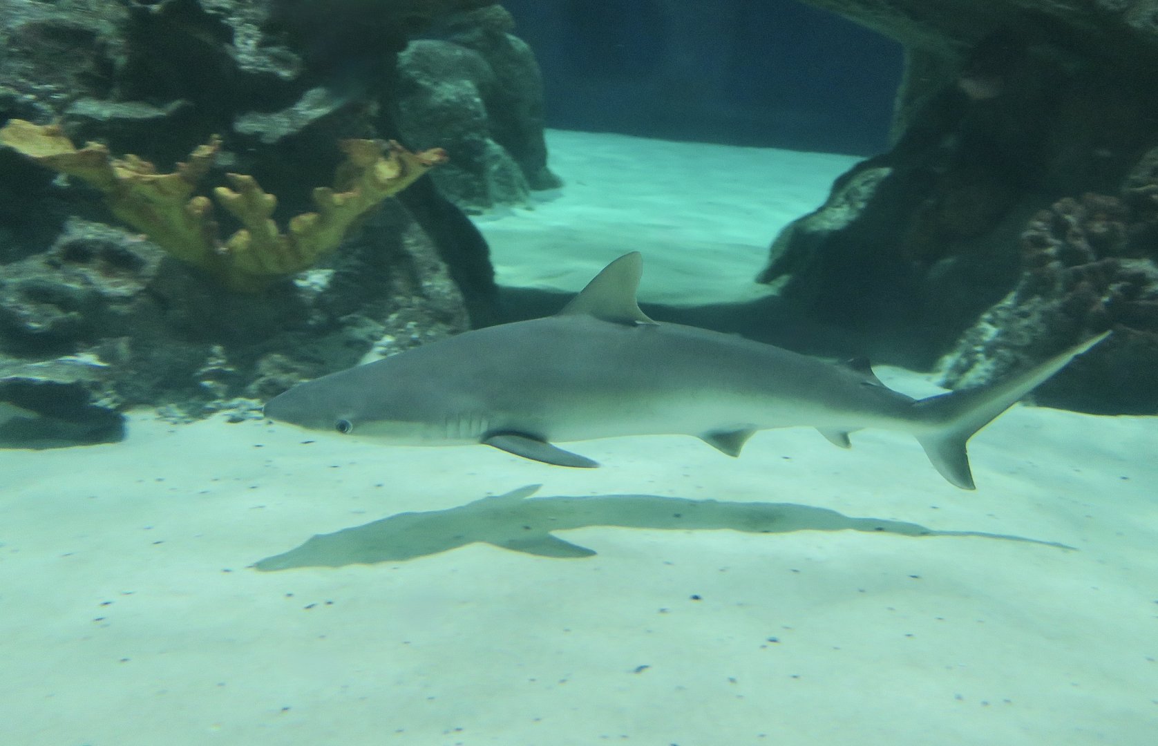 Blacknose Shark (Carcharhinus acronotus)