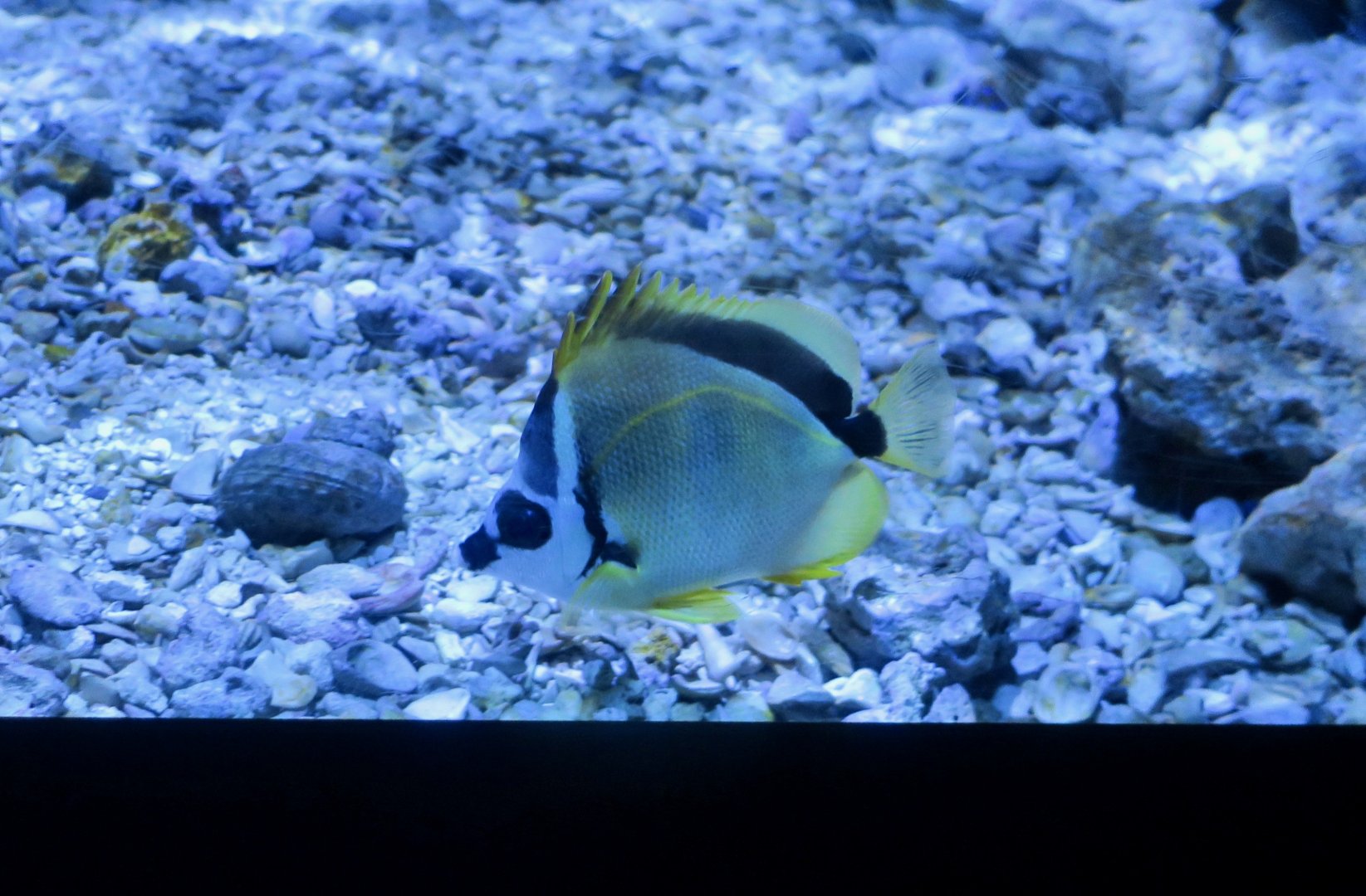 Blacknosed Butterflyfish (Johnrandallia nigrirostris)